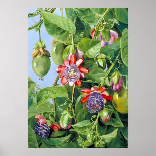 Marianne North Fruit of the Passion Flower  Poster