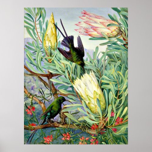 Marianne North _ Honeyflowers and Honeysuckers Poster