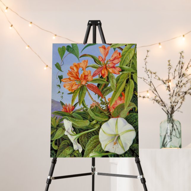 Marianne North - Javan Rhododendrum Foam Board (In Situ (Stand))