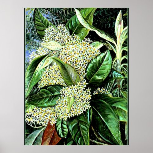 Marianne North _ Olearia argophylla Poster