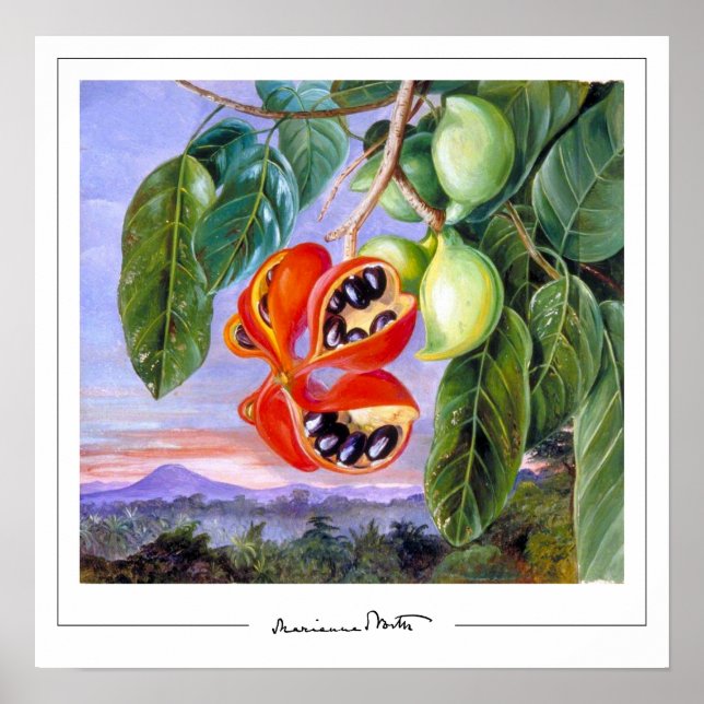 Marianne North Zedign Art Poster #9 (Front)