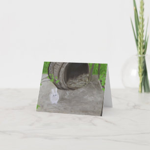 MARIE ANTOINETTE'S BUNNY!  Hameau de la Reine Holiday Card
