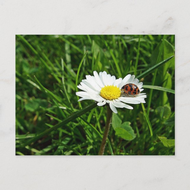 marienkäfer auf gänseblümchen postcard (Front)