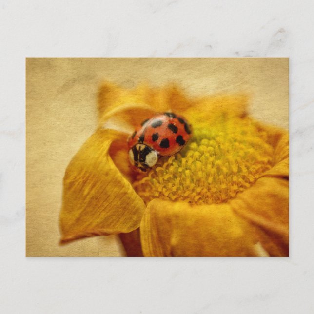 Marienkäfer auf gelber Blüte Postcard (Front)