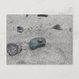 Marienkäfer Strand Postcard
