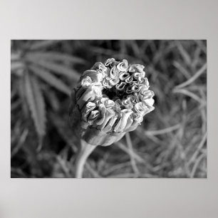 Marigold Blossom Poster