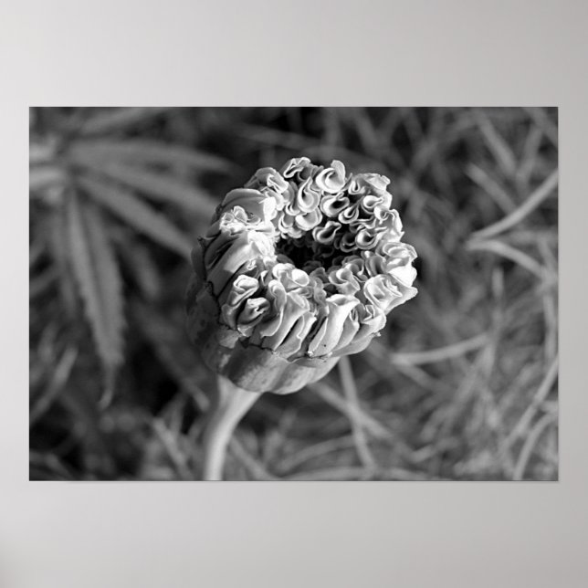 Marigold Blossom Poster (Front)