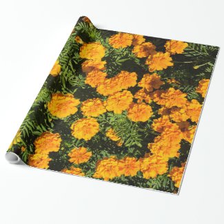 Marigold blossoms
