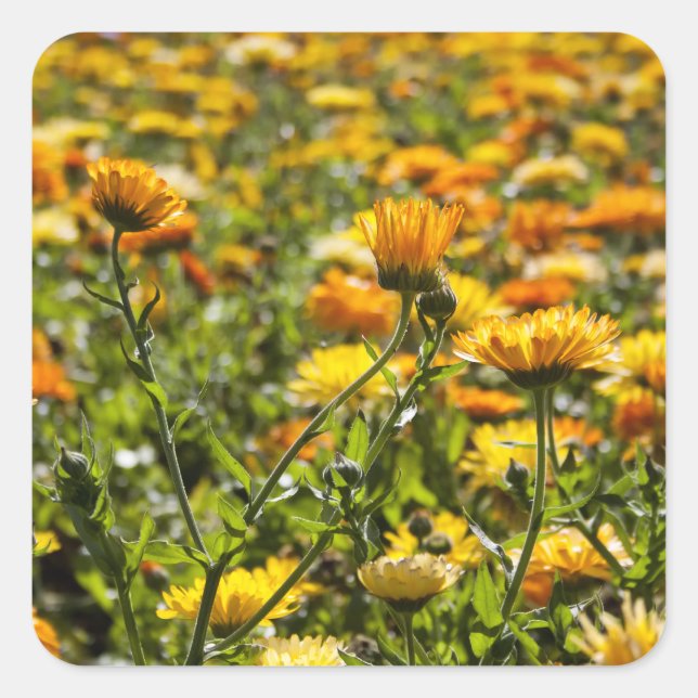 Marigold calendula flower field square sticker (Front)