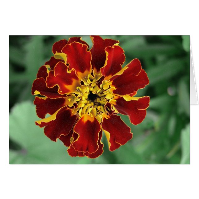 Marigold Cards (Front Horizontal)