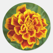 marigold