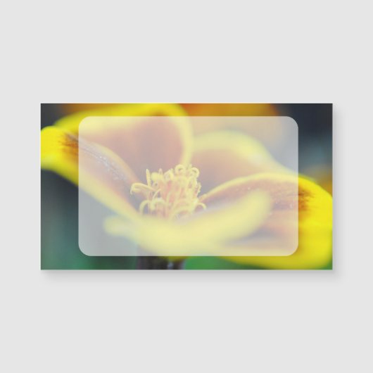 Marigold Close Up (Front)