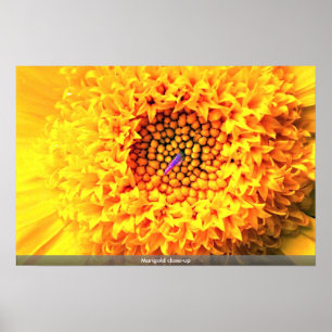 Marigold close-up poster