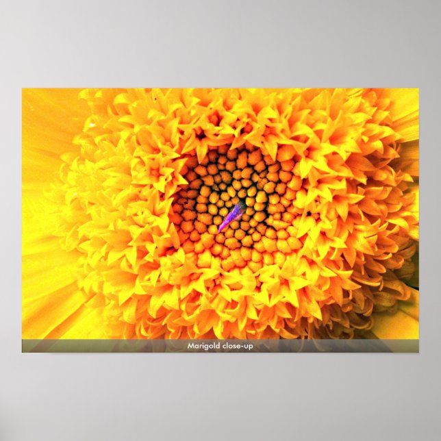 Marigold close-up poster (Front)