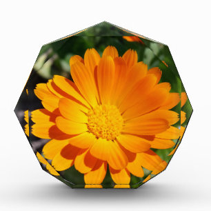 marigold flower acrylic award