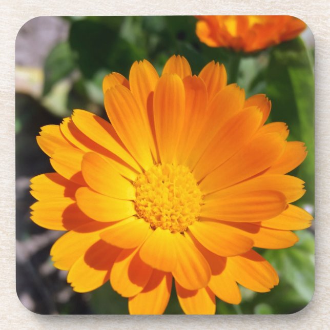 marigold flower beverage coaster (Front)