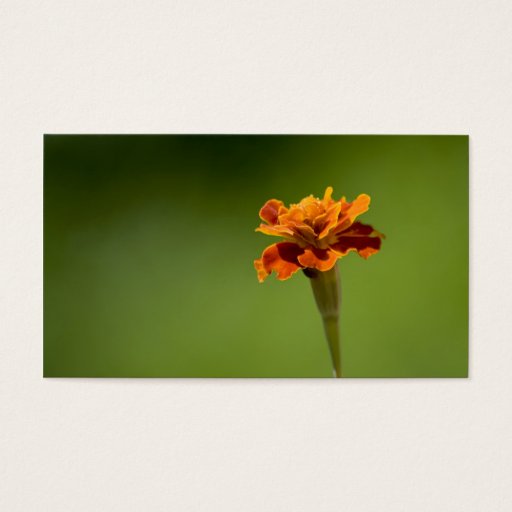 Customizable Marigold Flower Closeup Business Card Template