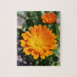 marigold flower jigsaw puzzle