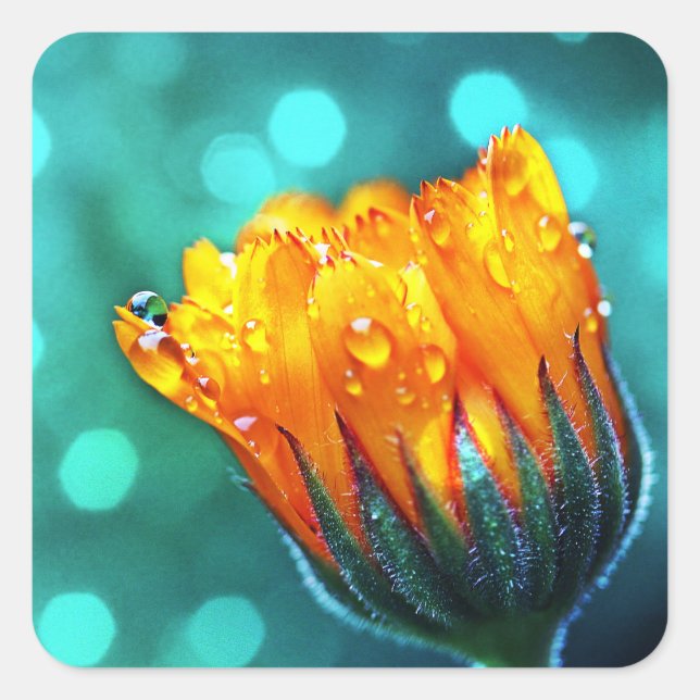 Marigold Flower on Teal Square Sticker (Front)