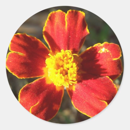 Marigold Flower Stickers