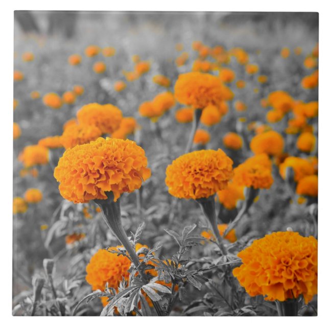 Marigold flowers ceramic tile (Front)