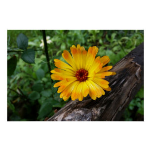 marigold in the forest poster