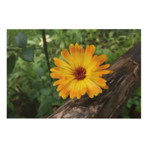 marigold in the forest wood wall art