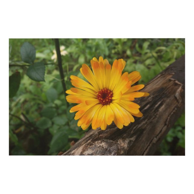 marigold in the forest wood wall art (Front)
