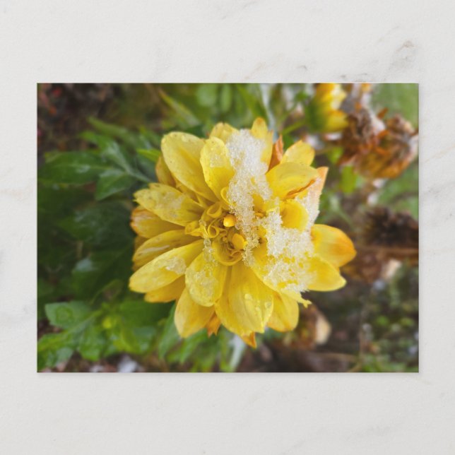 Marigold in the snow postcard (Front)