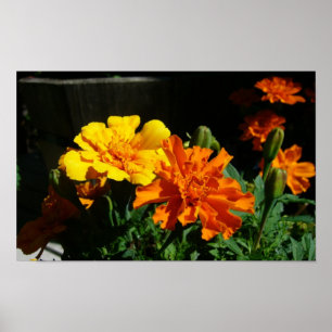 marigold morning glory poster