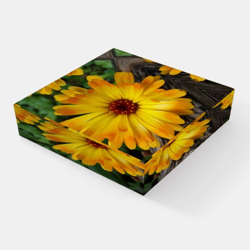 marigold on log paperweight