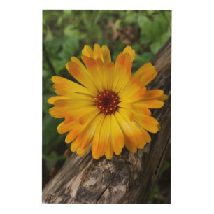 marigold on log wood wall art