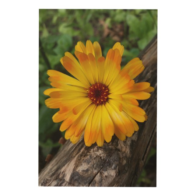 marigold on log wood wall art (Front)