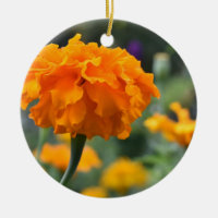 Marigold Orange Flower Nature Photography Garden