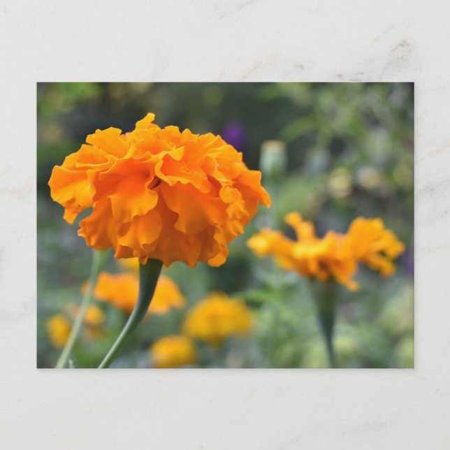 Marigold Orange Flower Nature Photography Garden Postcard (Front)