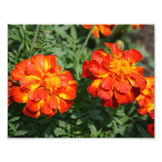 Marigold Photo Print