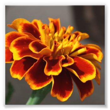 Marigold Photo Print by KybritorKreations at Zazzle