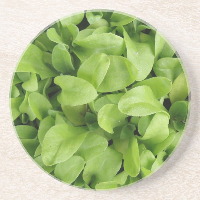 Marigold Seedlings Coasters (Front)