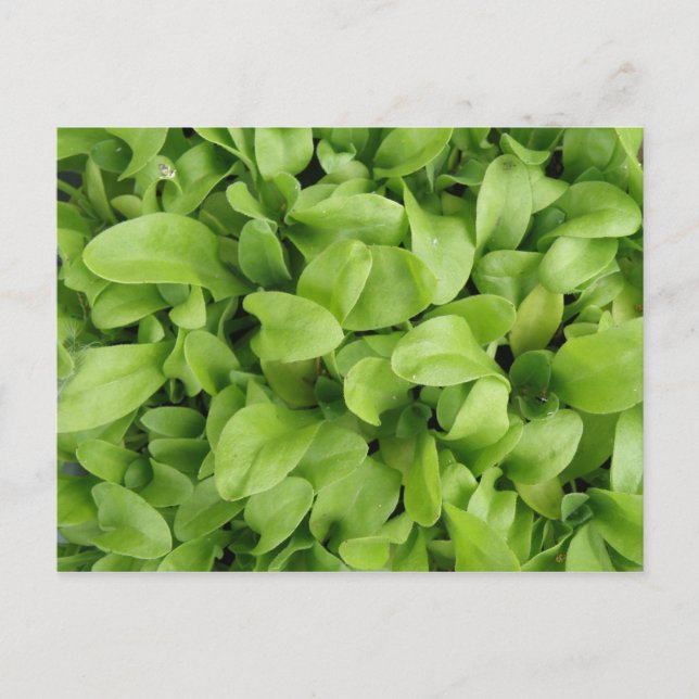 Marigold Seedlings Postcard (Front)