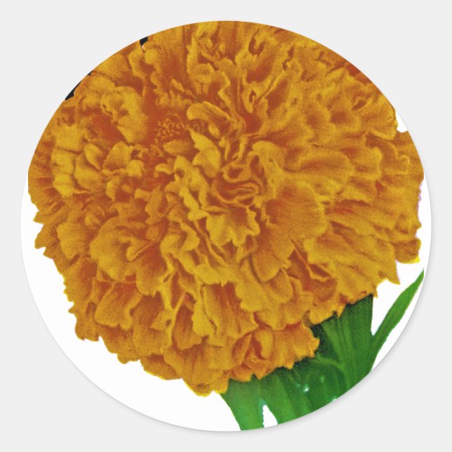 Marigold Vintage Seed Packet Classic Round Sticker (Front)