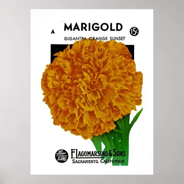 Marigold Vintage Seed Packet Poster (Front)