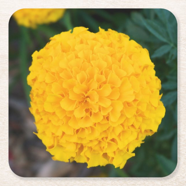 Marigold - Yellow Flower - Coaster (Front)