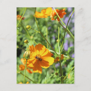 Marigolds # 5 postcard