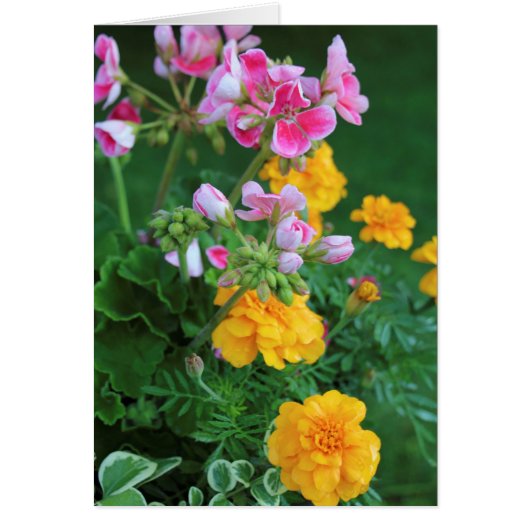 Marigolds and Geranium Cards (Front)