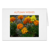 Marigolds, Autumn Wishes (Front Horizontal)