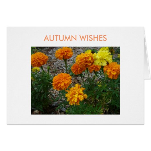 Marigolds, Autumn Wishes (Front Horizontal)
