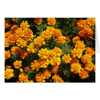 Marigolds Cards