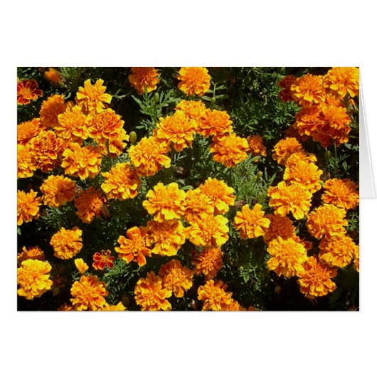 Marigolds Cards (Front Horizontal)