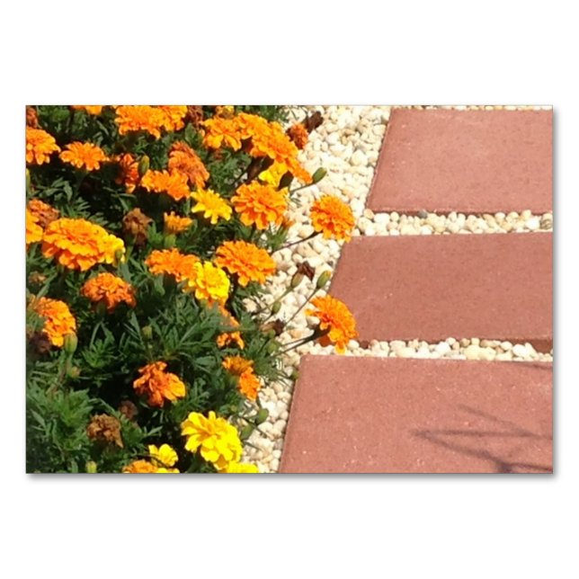 Marigolds Flowers Patio Pavers Reading Flashcards Table Number (Front)