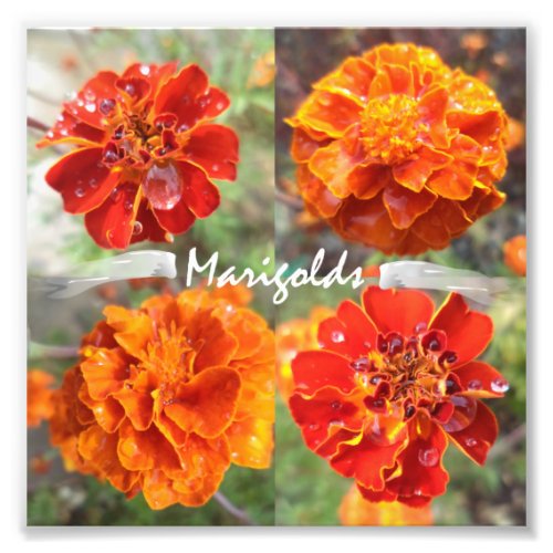 Marigolds Photo Print